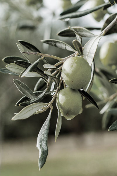olive-oil-history